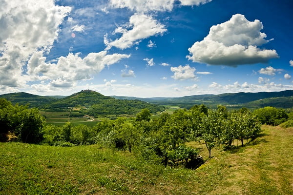 Motovun skog, Kroatien